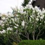 Syringa vulgaris 'Mme Lemoine' solitair